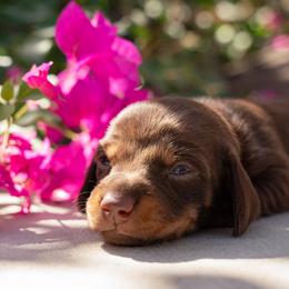 Yellow - Chocolate and tan female Dachshund puppy in Bakersfield, California from LongDogs Bakersfield