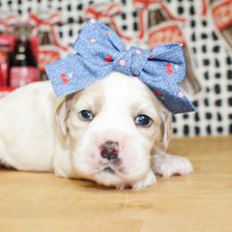 Patsy - Buff and white female Cocker Spaniel puppy in Rattan, Oklahoma from Double M Cocker Spaniels
