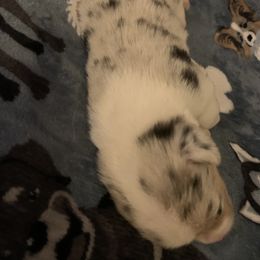 American Corgi Puppies from Mac-Kuz Kennels