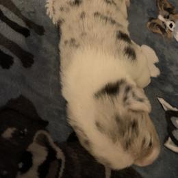 American Corgi Puppies from Mac-Kuz Kennels