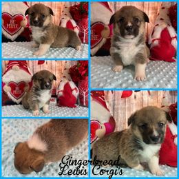 Australian Shepherd and Pembroke Welsh Corgi Puppies from Lewis Aussie’s & Corgi’s