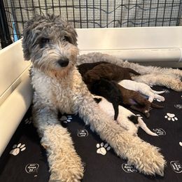 Olive - Sheepadoodle