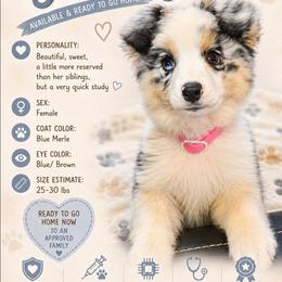 Indigo - Blue merle female Miniature American Shepherd puppy in Shreveport   Bossier, Louisiana from Jem Miniature American Shepherds