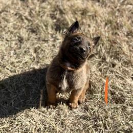 Tiger - Fawn male Belgian Malinois puppy in Briggs, Texas from Madhouse’s Belgian Malinois and German Shepherds