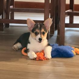Pansy - Black and tan female Pembroke Welsh Corgi puppy in Northwood, Iowa from Sorrel Sands Corgis