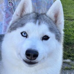 Artemis Rose - Siberian Husky