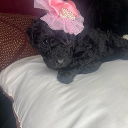 Sweet Tea & Thyme - Black Goldendoodle puppy in Charlotte, North Carolina from Ben and Jerry Doodles