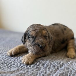 Phantoms blue Merle - Merle male Goldendoodle puppy in Hobbs, New Mexico from Goldie Locks Golden Retrievers & Doodles