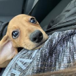 Dachshund Puppies from Angela's Dachshunds