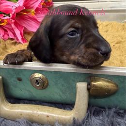 Pink - Red female Dachshund puppy in Leoma, Tennessee from Southbound Kennel
