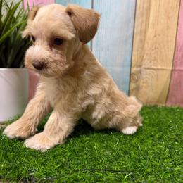 Goldie - Wheaten female Miniature Schnauzer puppy in Lufkin, Texas from C&K’s Schnauzer House