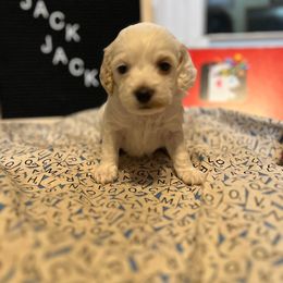 Cockapoo Puppies from Country J Canines
