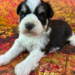 Pecan - Parti male Miniature Schnauzer puppy in Sylvania, Georgia from Southern Sky Miniature Schnauzers