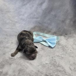 Casanova - Merle male Shihpoo puppy in Delphos, Ohio from Route 66 Poodles & Doodles, Sapphire Shih-tzu's of Ohio