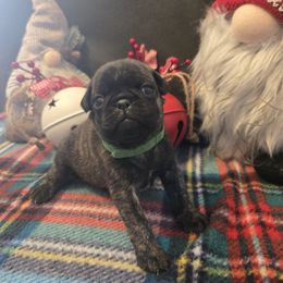 Boy 2 - Brindle male Pug puppy in Auburn, Kentucky from Prentice Family Pugs, Bugs & Corgis