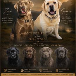 Dilute Retriever puppies from NorCal Silver & Coal Labradors