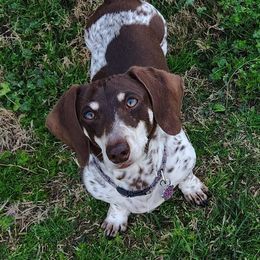 Mona - Dachshund