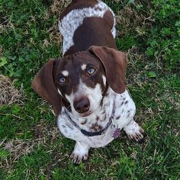Mona - Dachshund