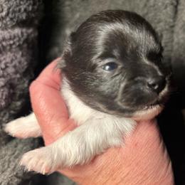 Juniper - Black parti female Pomeranian puppy in Zavalla, Texas from Precious Puff Poms