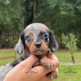 Miss. Pink-4400 - Dapple female Dachshund puppy in Ocala/Gainesville, Florida from From the Heart Doxies