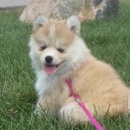 Lois - Red and white female Pomsky puppy in Scandinavia, Wisconsin from Bonnie’s Little Fluffys