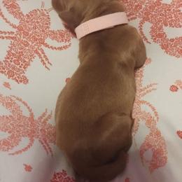 Light Pink - Dark golden female Golden Retriever puppy in Davisboro, Georgia from Ginger Snap Golden Retrievers