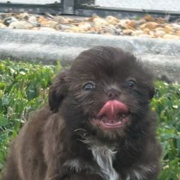 Shih Tzu Puppies from Staci Paysinger