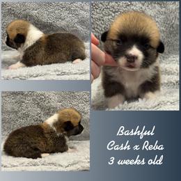 Bashful - Red male Pembroke Welsh Corgi puppy in Stephenville, Texas from Rising JM Pembrokes