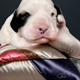 Girl 1 - Black and white female Cavapoo puppy in Lexington, Kentucky from Callaway's Cavaliers