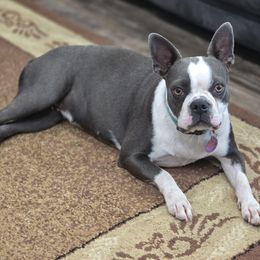 Ember - Boston Terrier