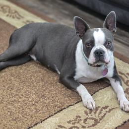 Ember - Boston Terrier