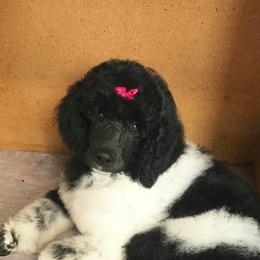 Poodles from Mistel Standard Poodles