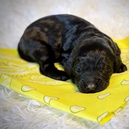 Miss Yellow - Black female Australian Labradoodle puppy in Wake Forest, North Carolina from Lucky Country Labradoodles