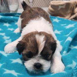 Shih Tzu Puppies from Kuddly Creatures