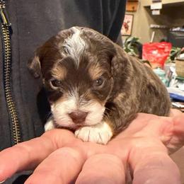 Petunia - Red tri-color female Aussiedoodle puppy in Tonasket, Washington from V5 Aussies