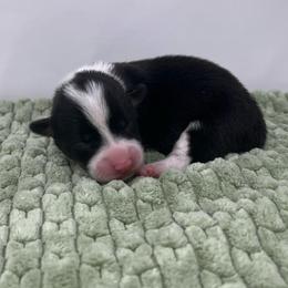 Willow - Black and white female American Corgi puppy in Waco, Texas from The Comma Corgis