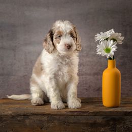 Maxwell - Red merle male Aussiedoodle puppy in Germantown, Ohio from Doodle Patch Farm