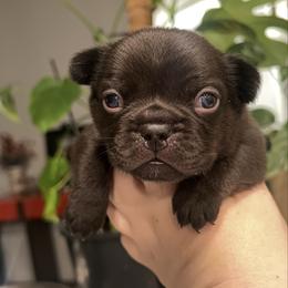 Machiatto - Black and white male French Bulldog puppy in Galt, California from The three little frenchies