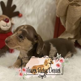Dachshund Puppies from Haven Ridge Doxies
