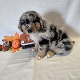 Boy 1 - Blue merle male Australian Shepherd puppy in Lakeland, Florida from Diamond P Australian Shepherds