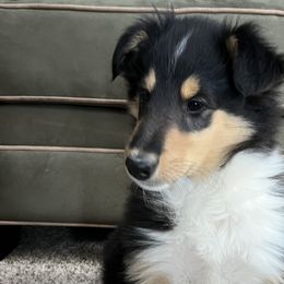 Nami - Black white and tan Collie puppy in Bad Axe, Michigan from Collie Campo