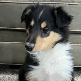 Nami - Black white and tan Collie puppy in Bad Axe, Michigan from Collie Campo