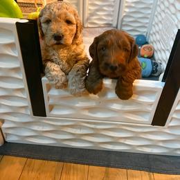 Goldendoodle Puppies from Lundee Doodles