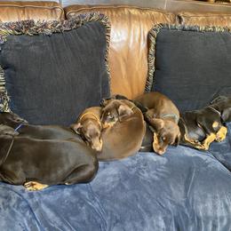 Doberman Pinscher Puppies from Marbendale’s Doberman