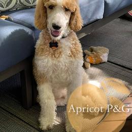Goldendoodle and Poodle All Grown Up from Apricot Poodles & Goldendoodles