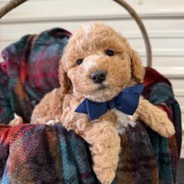Cane - Red  male Goldendoodle puppy in Cherry Tree, Pennsylvania from Plum Creek Acres Next Generation