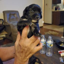 Black - Black male Chihuahua puppy in Madison, Wisconsin from Lynda Pups