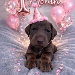 Dove - Red and rust female Doberman Pinscher puppy in Brookfield, Wisconsin from Haus of Hound