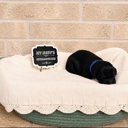 MT Nest's Sundance Kid - Black male Goldendoodle puppy in Clyde, Texas from MTNest Doodles