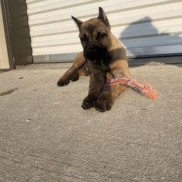 Cane Corso Puppies from Bayou Cane Corso